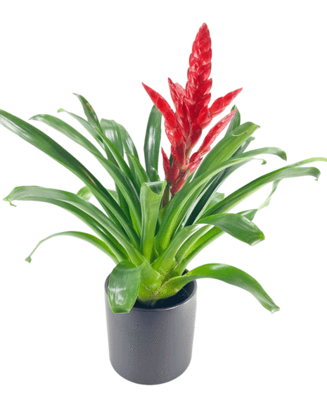 Bromeliad