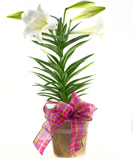 Easter Lily
