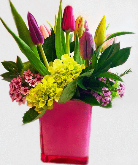 Spring Tulips
