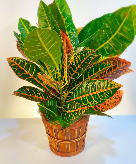 Croton Plant