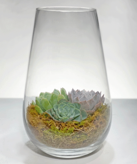 Trendy Succulent