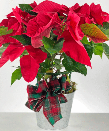 Red Poinsettia
