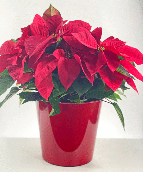 Poinsettia