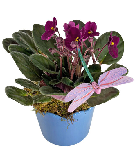 African Violet