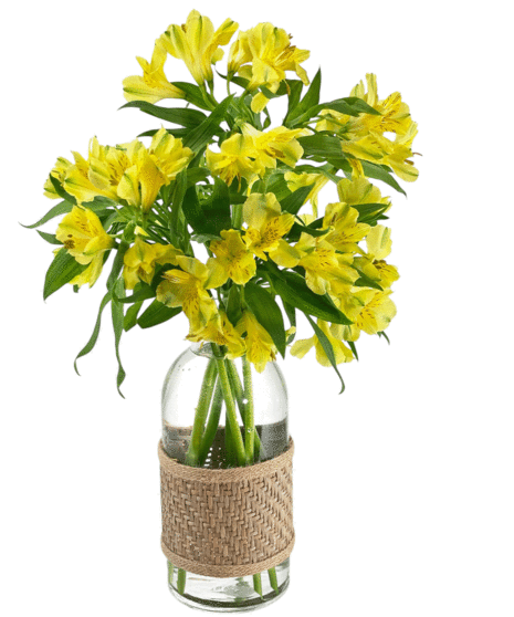 Garden of Alstroemeria