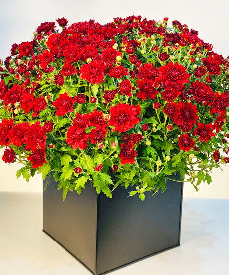 Blooming Mum