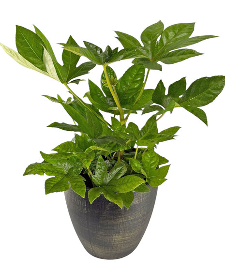 Paperplant (Fatsia Japonica)