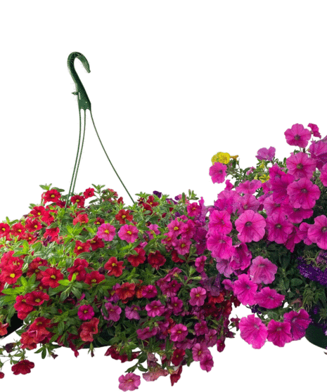 Blooming  Basket