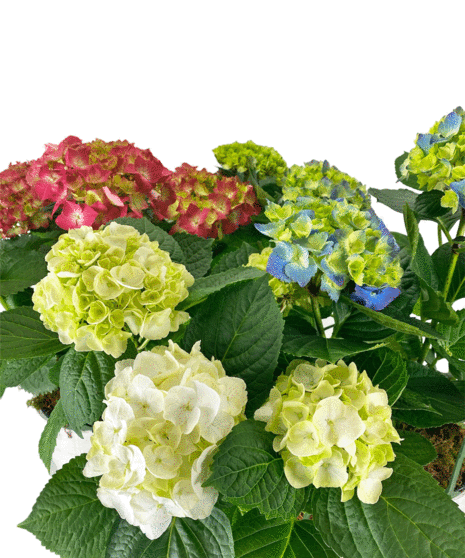 Hydrangea