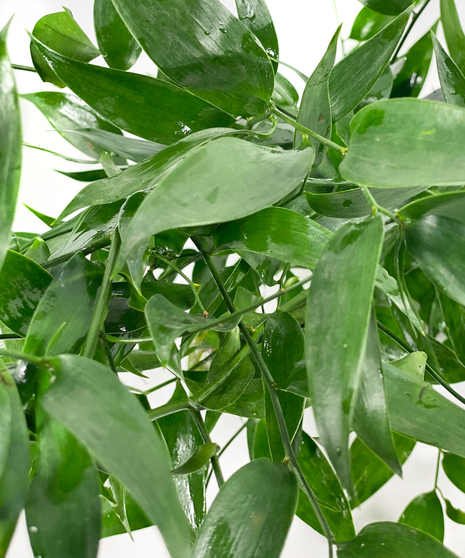 Italian Ruscus