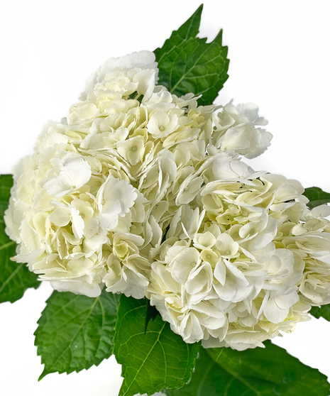 Hydrangea Two Stem