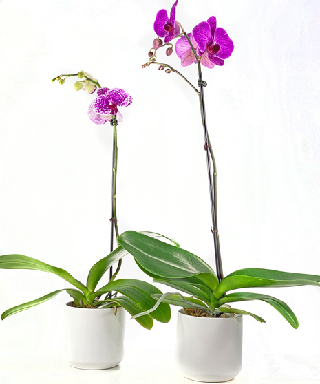 Phalaenopsis Orchid