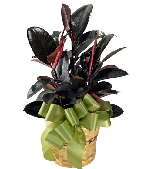 Rubber Ficus Plant