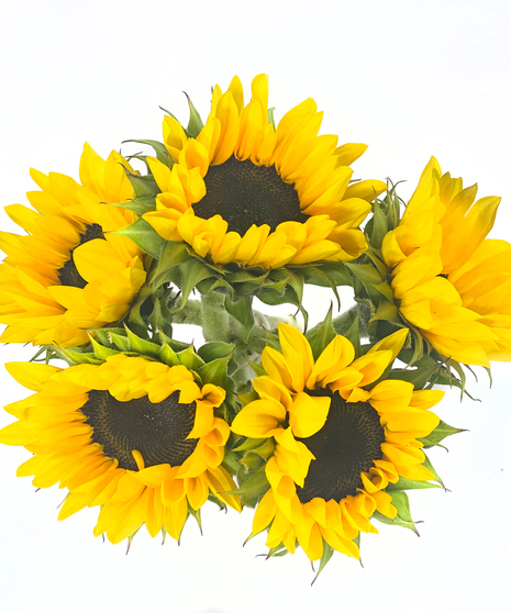 Sunflowers Five Stem Bunch