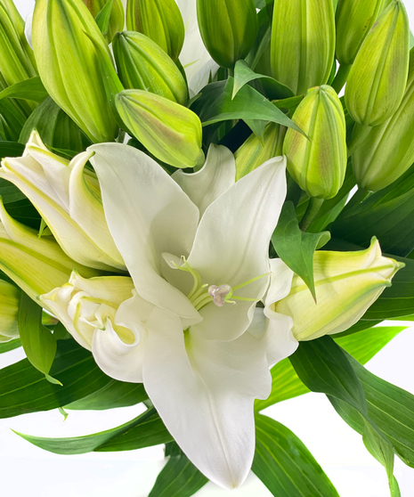 White Oriental Lily Ten Stem