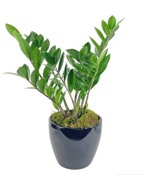 ZZ Plant