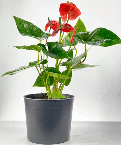 Anthurium
