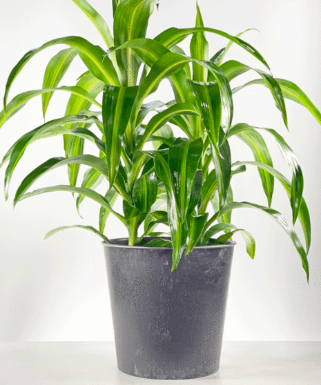 Dracaena houseplant in a charming container