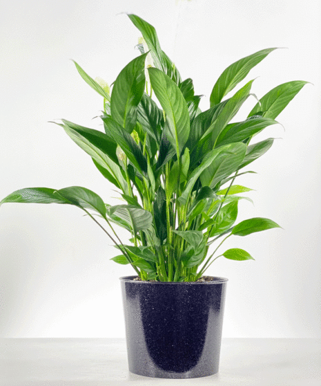 Peace lily plant in a classic container