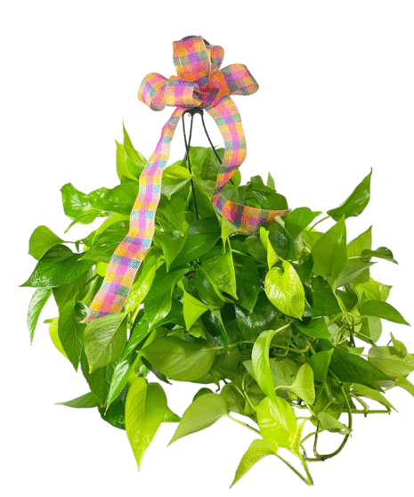 Philodendron Plant