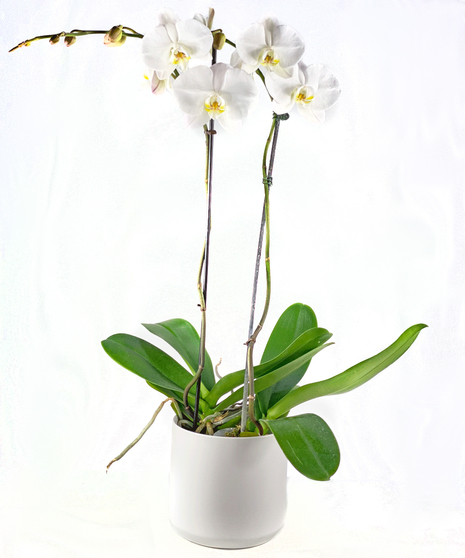 Plants